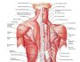 Накачка спины: упражнение, структура мышц