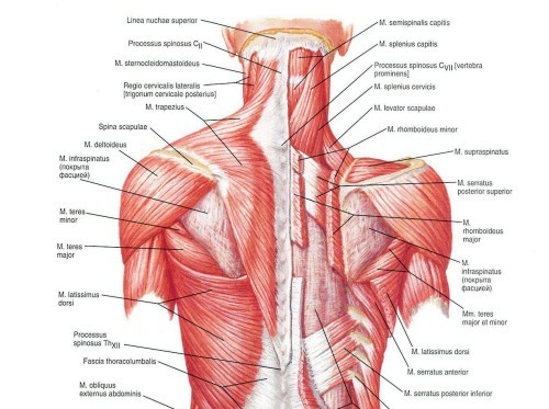 Накачка спины: упражнение, структура мышц
