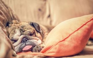 Собака в доме: как избавиться от запаха на коврах и диване?
