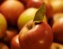 Секреты виноделов: натуральная брага из яблочного сока