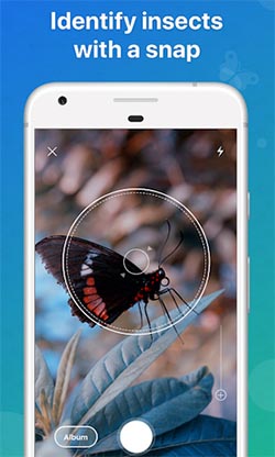Определить насекомое по фото онлайн