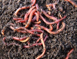 Выращивание червей (червеводство) — эко бизнес