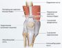 Обзор болезни Шляттера коленного сустава: симптомы и лечение
