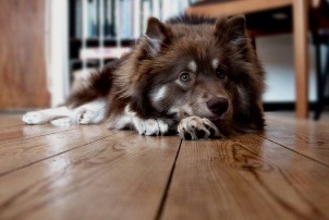 Собака в доме: как избавиться от запаха на коврах и диване?