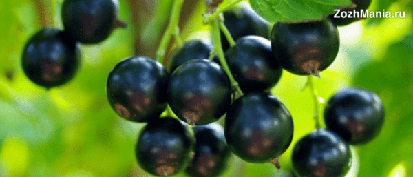 Представляем черную смородину — королеву витаминов