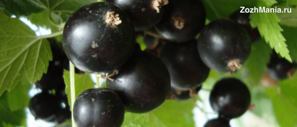 Представляем черную смородину — королеву витаминов