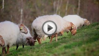 Овцеводство как бизнес для начинающего фермера
