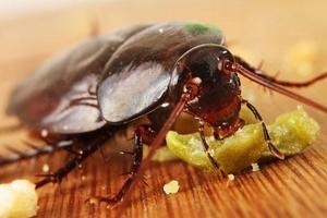 Как избавиться от тараканов народными средствами – быстро и безопасно