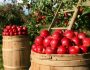Рецепт браги для самогона из яблочного жмыха