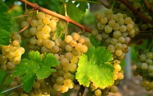 Виноград для вина: лучшие сорта для белого и красного