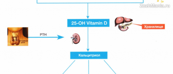 Солнце и его роль в выработке витамина Д в организме человека