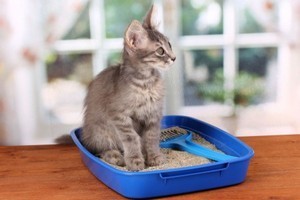 Как быстро приучить котенка к лотку – советы для начинающих кошатников