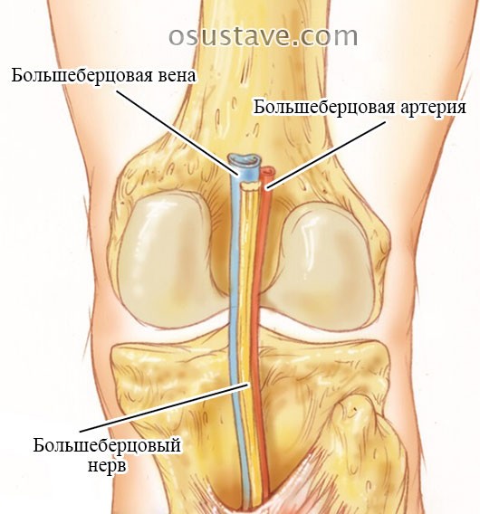 Причины боли под коленом сзади и при сгибании, причины и лечение