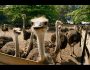 Насколько выгодно выращивать страусов в России?