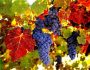 Виноград Амурский прорыв: описание сорта, фото, отзывы