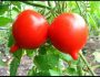 Описание сортов томатов, пригодных для выращивания в средней полосе РФ и в Ростовской области