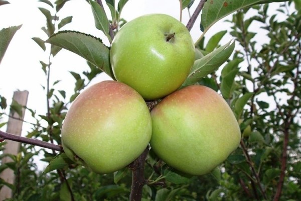 Описание сорта яблок Голден Делишес