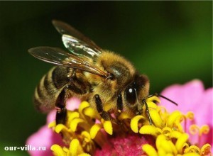 Как разводить на даче пчел и заработать на этом