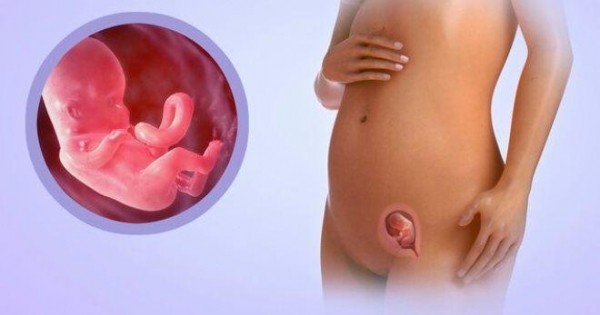 Размеры желтого тела при беременности по неделям и когда оно появляется