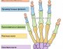 Причины и лечение боли в суставах пальцев рук, что делать