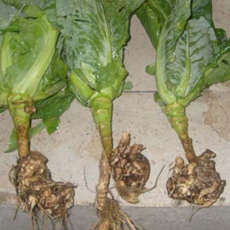 Болезни и вредители капусты: чем обработать, чтобы избавиться с помощью химических и народных средств