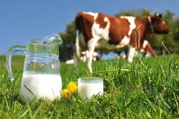 Можно ли давать коровье молоко грудничку вместо смеси, что лучше