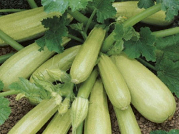 Популярные сорта кабачков: хорошие семена для открытого грунта и фото растущих овощей