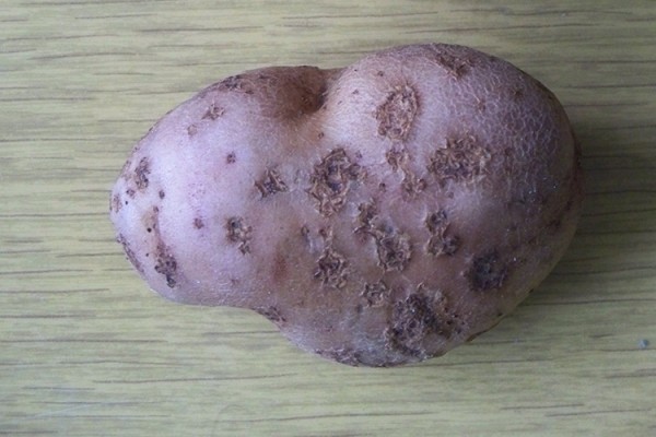 Описание сорта картофеля Балтик Роуз