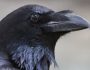 Вороны во дворе дома: эффективные и гуманные методы отпугивания птиц