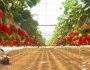 Выращивание клубники в теплице круглый год: выбор сорта, технология как вырастить