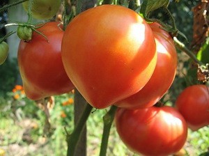 Хорошие сорта томатов для Средней полосы: выбор видов для открытого грунта, примеры и советы по уходу