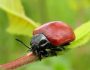 Как бороться с жуками-листоедами