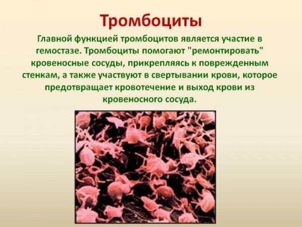 Тромбоцитопеническая пурпура