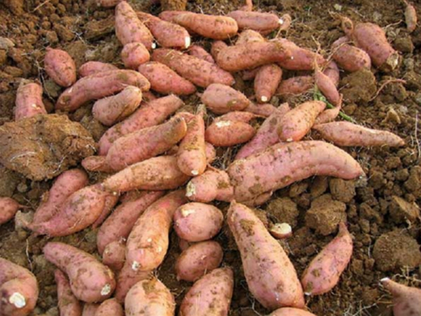 Картофель сладкий: описание и свойства батата, выращивание, применение и где купить этот овощ