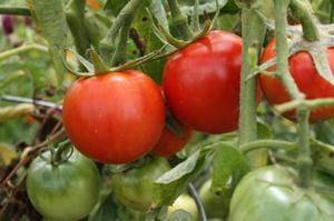 Хорошие сорта томатов для Средней полосы: выбор видов для открытого грунта, примеры и советы по уходу