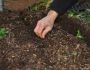 Посев огурцов на рассаду: подготовка семян к выращиванию рассады, пересадка на постоянное место