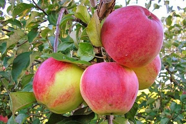 Описание сорта яблок Уэлси
