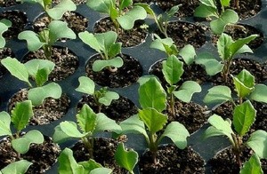 Когда сажать на рассаду белокочанную июньскую капусту: подготовка семян и почвы, особенности посадки