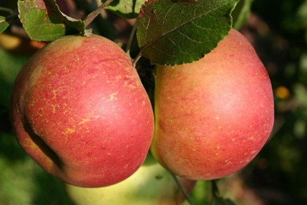 Описание сорта яблок Голден Делишес