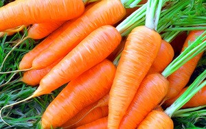 Как сеять морковь: когда лучше сажать овощ, особенности правильного ухода и полива