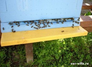 Как разводить на даче пчел и заработать на этом