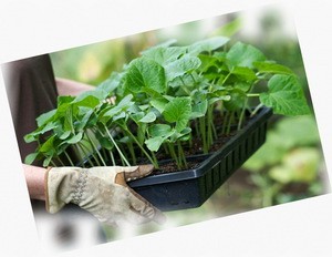 Когда сажать на рассаду белокочанную июньскую капусту: подготовка семян и почвы, особенности посадки