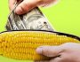 Особенности оформления и получения займов «Кукуруза»