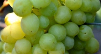 Виноград Монарх: описание сорта, фото, отзывы