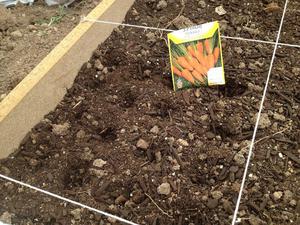 Как сеять морковь: когда лучше сажать овощ, особенности правильного ухода и полива
