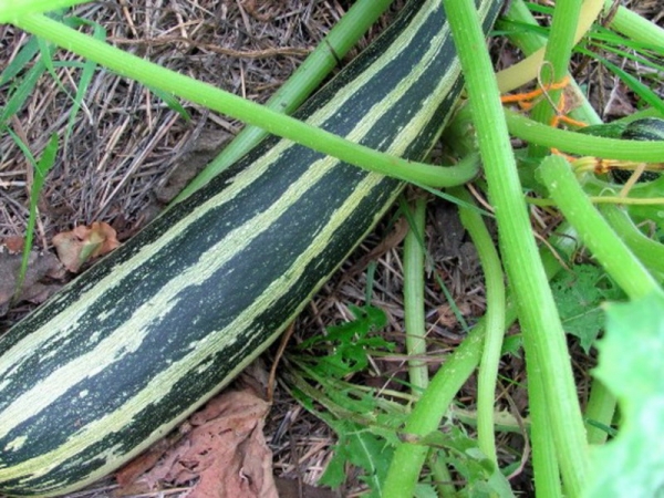 Популярные сорта кабачков: хорошие семена для открытого грунта и фото растущих овощей