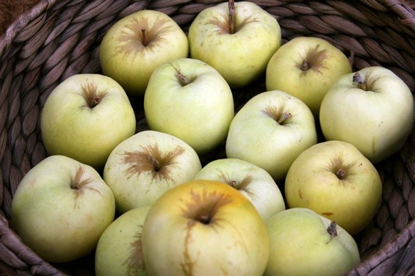 Описание сорта яблок Уэлси