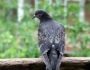 Как избавиться от голубей на балконе – прогоняем надоевших птиц