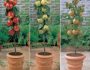Как посадить плодовые культуры из питомника