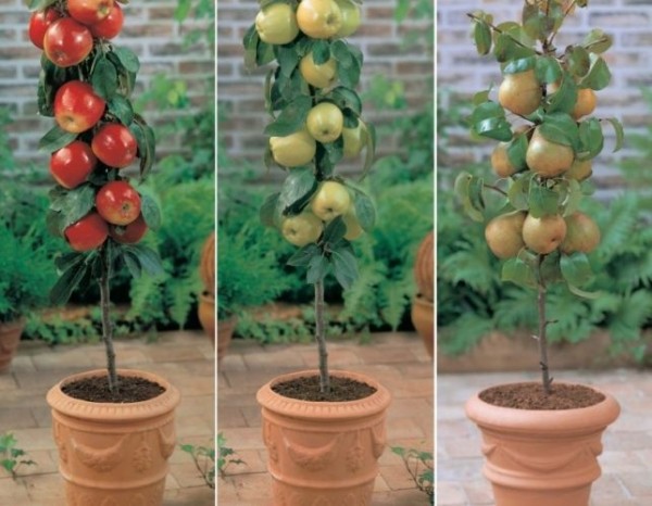 Как посадить плодовые культуры из питомника